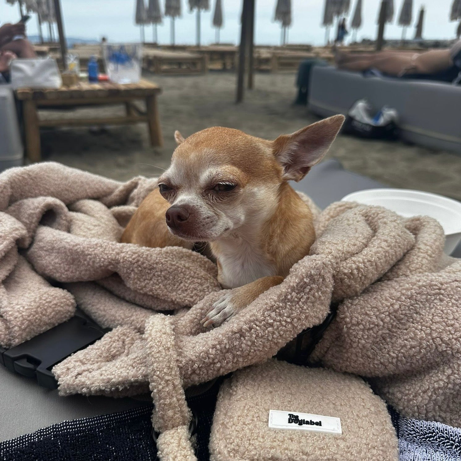 Reizen met Kleine Honden